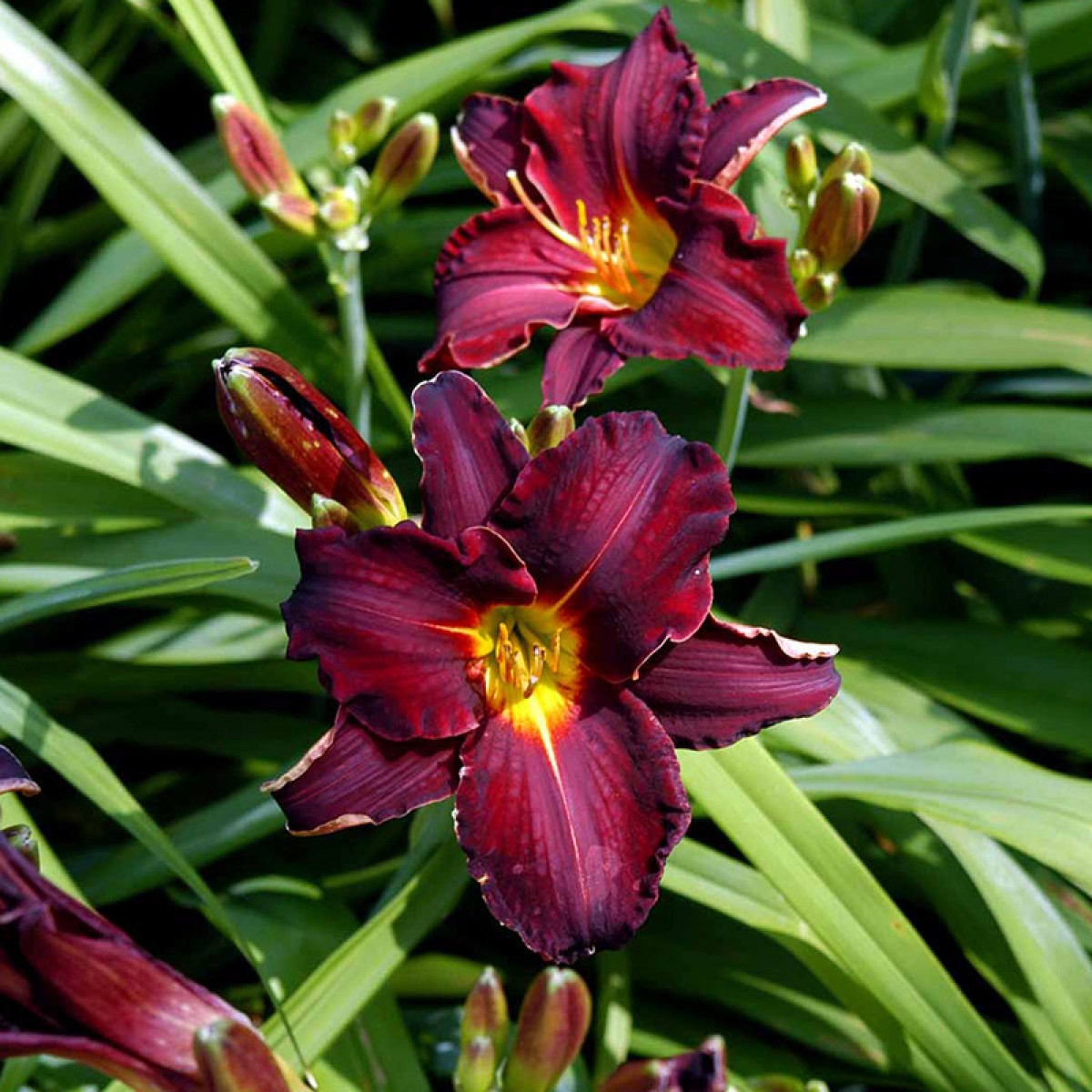 Hemerocallis 'Ed Murray'